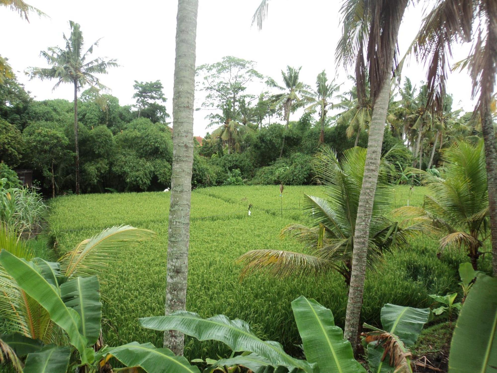Villa Bhuana Alit Ubud Cameră foto