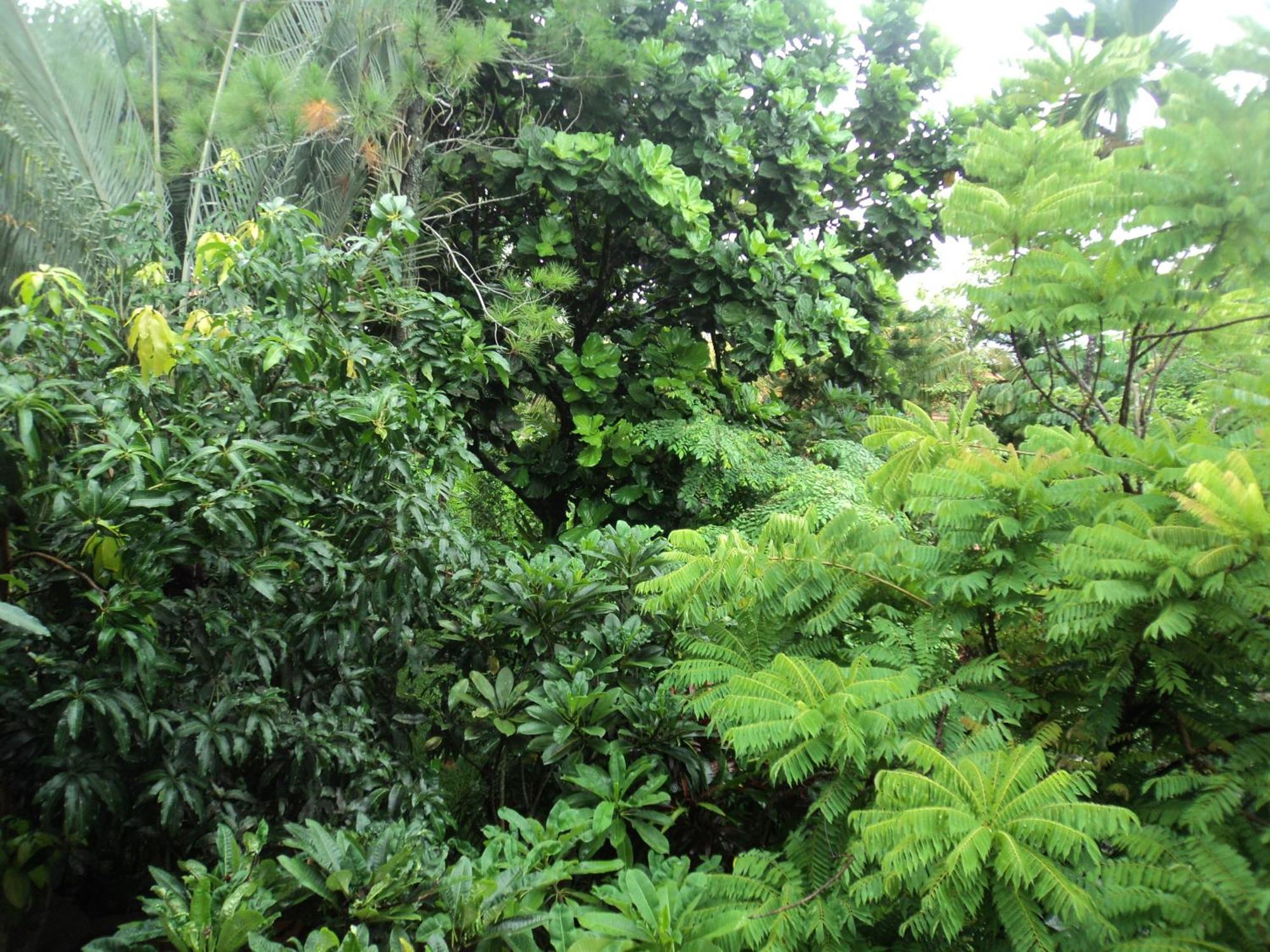 Villa Bhuana Alit Ubud Cameră foto