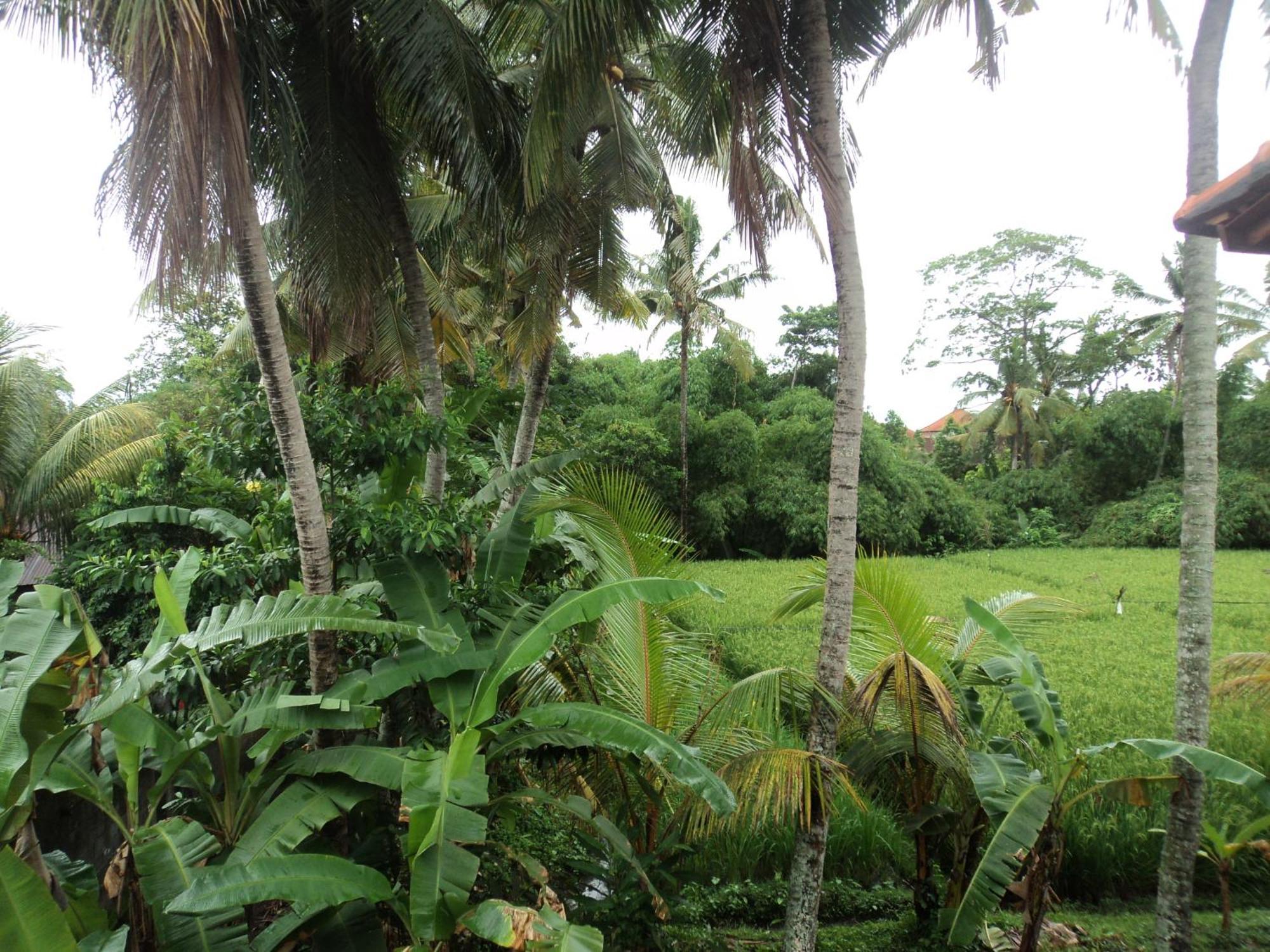 Villa Bhuana Alit Ubud Cameră foto