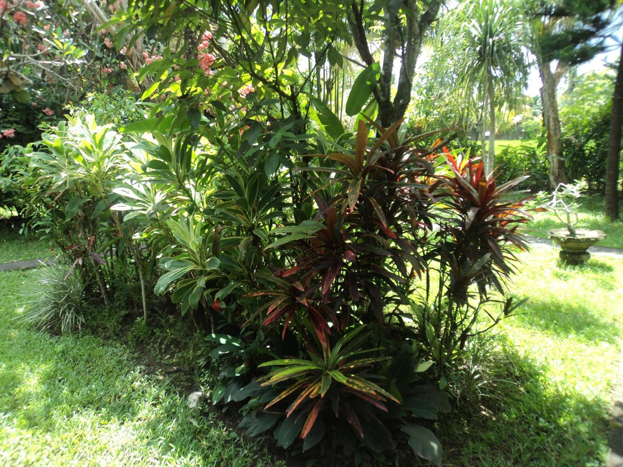 Villa Bhuana Alit Ubud Cameră foto
